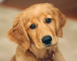 cute-golden-retriever-puppy-animals-baby-animals-dogs-golden